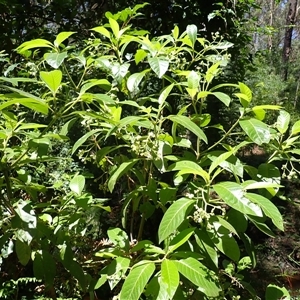 Psychotria loniceroides (Hairy Psychotria) at Cockwhy, NSW by plants