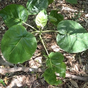 Solanum betaceum (Tree Tomato, or Tamarillo) at Kioloa, NSW by plants