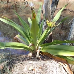 Crinum pedunculatum (Swamp Lily, River Lily, Mangrove Lily) at Kioloa, NSW - 21 Jan 2025 by plants