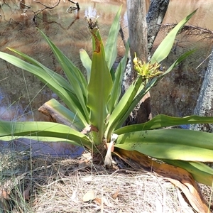 Crinum pedunculatum (Swamp Lily, River Lily, Mangrove Lily) at Kioloa, NSW by plants