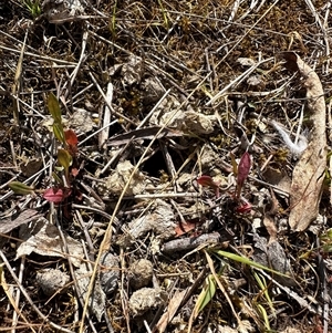 Myrmecia piliventris at Hartley, NSW - suppressed