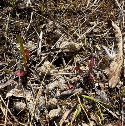 Myrmecia piliventris (Golden tail bull ant) at Hartley, NSW - 7 Nov 2024 by SimonDunstan