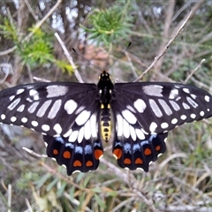 Papilio anactus (Dainty Swallowtail) at Wright, ACT - 23 Jan 2025 by jac