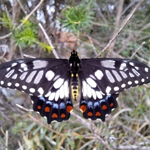 Papilio anactus (Dainty Swallowtail) at Wright, ACT by jac