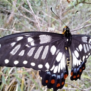 Papilio anactus at Wright, ACT - 23 Jan 2025