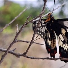 Papilio anactus at Wright, ACT - 23 Jan 2025 03:50 PM