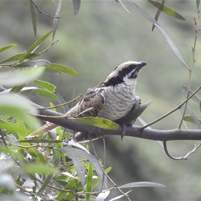 Eudynamys orientalis at Acton, ACT - 21 Jan 2025 by HelenCross