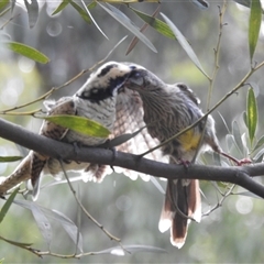 Eudynamys orientalis at Acton, ACT - 21 Jan 2025