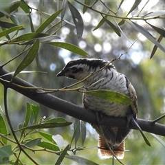 Eudynamys orientalis at Acton, ACT - 21 Jan 2025 05:21 PM