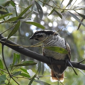 Eudynamys orientalis at Acton, ACT - 21 Jan 2025