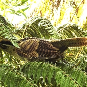 Eudynamys orientalis at Acton, ACT - 21 Jan 2025