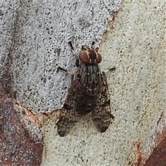 Euprosopia sp. (genus) (Signal fly) at Acton, ACT - 22 Jan 2025 by HelenCross