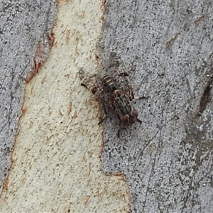 Euprosopia sp. (genus) at Acton, ACT - 22 Jan 2025 12:40 PM