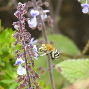 Amegilla sp. (genus) (Blue Banded Bee) at Acton, ACT by HelenCross