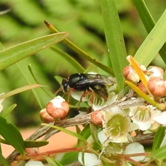 Apocrita (suborder) at Acton, ACT - 23 Jan 2025 by HelenCross