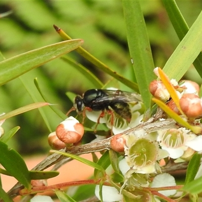 Apocrita (suborder) at Acton, ACT - 23 Jan 2025 by HelenCross