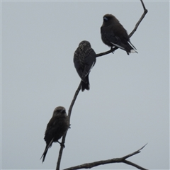 Artamus cyanopterus (Dusky Woodswallow) at Acton, ACT - 23 Jan 2025 by HelenCross