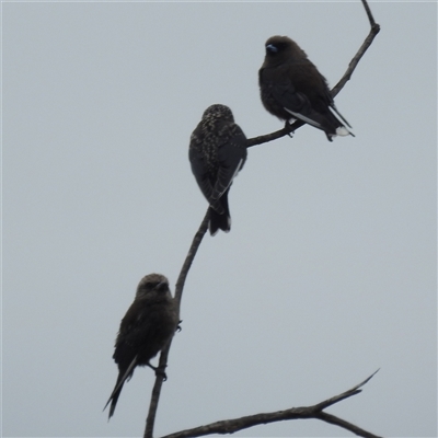 Artamus cyanopterus (Dusky Woodswallow) at Acton, ACT - 23 Jan 2025 by HelenCross