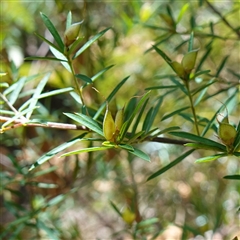 Pultenaea blakelyi (Blakely's Bush-pea) at Boolijah, NSW - 8 Nov 2024 by RobG1