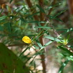 Pultenaea blakelyi at Boolijah, NSW - 8 Nov 2024 01:40 PM