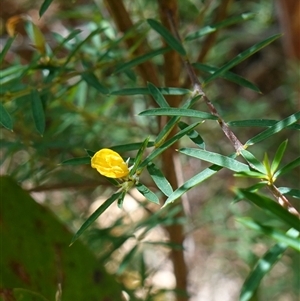 Pultenaea blakelyi at Boolijah, NSW - 8 Nov 2024 01:40 PM