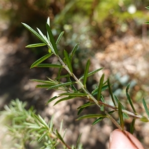 Pultenaea blakelyi at Boolijah, NSW - 8 Nov 2024 01:40 PM