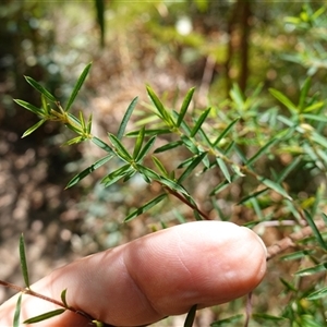 Pultenaea blakelyi at Boolijah, NSW - 8 Nov 2024 01:40 PM