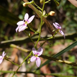 Stylidium laricifolium at Boolijah, NSW - 8 Nov 2024 02:02 PM