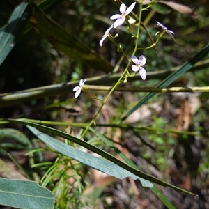 Stylidium laricifolium at Boolijah, NSW - 8 Nov 2024 02:02 PM