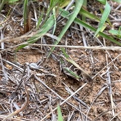 Oedaleus australis at Hawker, ACT - 23 Jan 2025 08:35 AM