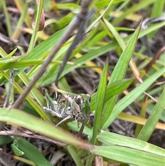 Oedaleus australis at Hawker, ACT - 23 Jan 2025 08:35 AM