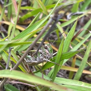 Oedaleus australis at Hawker, ACT - 23 Jan 2025 08:35 AM