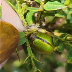 Paropsisterna hectica at Cabramurra, NSW - 23 Jan 2025