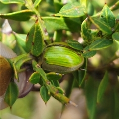 Paropsisterna hectica at Cabramurra, NSW - 23 Jan 2025