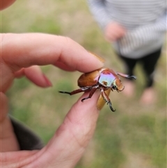 Anoplognathus sp. (genus) (Unidentified Christmas beetle) at Anembo, NSW - 23 Jan 2025 by Csteele4