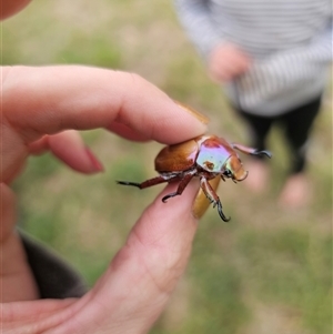 Anoplognathus sp. (genus) at Anembo, NSW by Csteele4