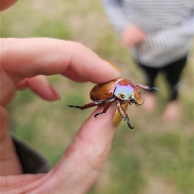 Anoplognathus sp. (genus) (Unidentified Christmas beetle) at Anembo, NSW - 23 Jan 2025 by Csteele4