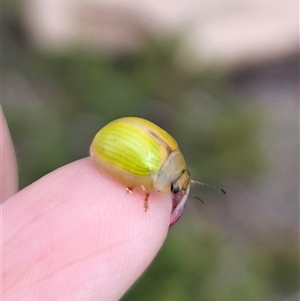 Paropsisterna sp. (genus) at Cabramurra, NSW - 23 Jan 2025