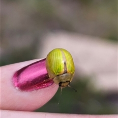 Paropsisterna sp. (genus) at Cabramurra, NSW - 23 Jan 2025