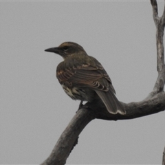 Oriolus sagittatus (Olive-backed Oriole) at Kambah, ACT - 23 Jan 2025 by HelenCross