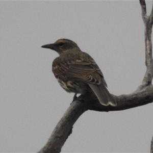 Oriolus sagittatus at Kambah, ACT - 23 Jan 2025 07:42 PM