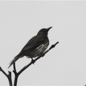 Oriolus sagittatus at Kambah, ACT - 23 Jan 2025 07:42 PM