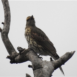 Oriolus sagittatus at Kambah, ACT - 23 Jan 2025 07:42 PM