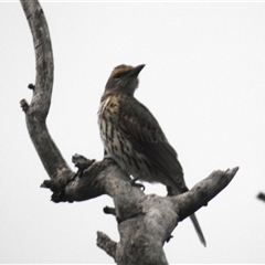 Oriolus sagittatus at Kambah, ACT - 23 Jan 2025 07:42 PM