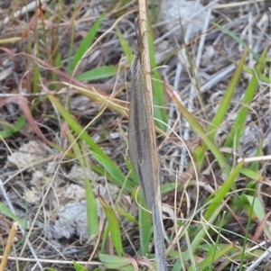 Myrmeleontidae (family) (Unidentified Antlion Lacewing) at Conder, ACT by DavidDedenczuk