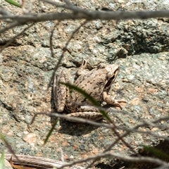 Litoria latopalmata (Broad-palmed Tree-frog) at Tharwa, ACT - 22 Jan 2025 by Philip