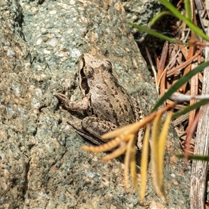 Litoria latopalmata at Tharwa, ACT - 22 Jan 2025 11:24 AM