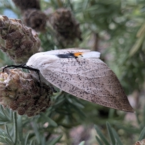 Gastrophora henricaria (Fallen-bark Looper, Beautiful Leaf Moth) at Gungahlin, ACT by chriselidie