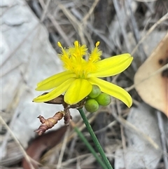 Tricoryne elatior (Yellow Rush Lily) at Hawker, ACT - 23 Jan 2025 by Jennybach