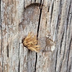 Isodontia sp. (genus) (Unidentified Grass-carrying wasp) at Burrinjuck, NSW by Bidge